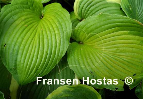 Hosta Mark Anthony